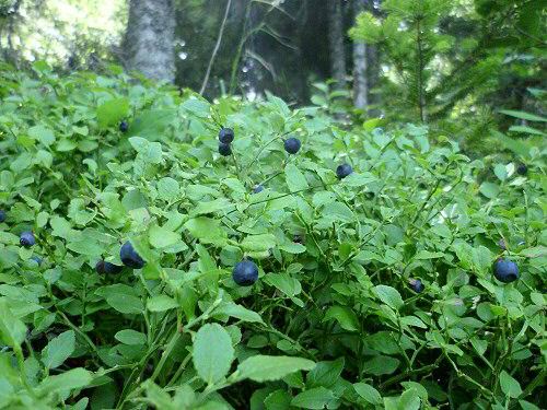 Myrtilles d'Ardèche - Plante et fruit